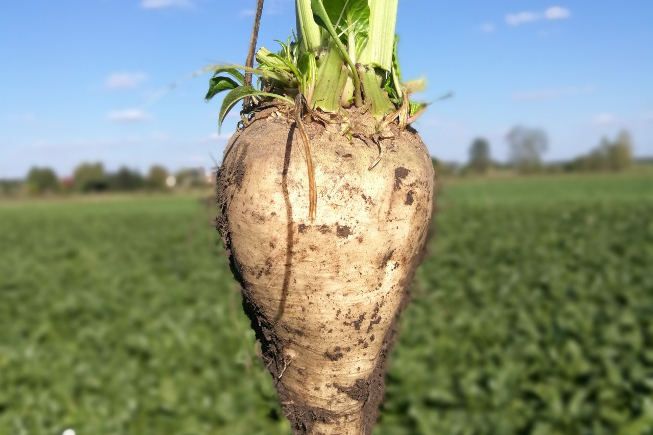 Burak cukrowy nawożony krzemem. Fot. Perma-Guard Agro